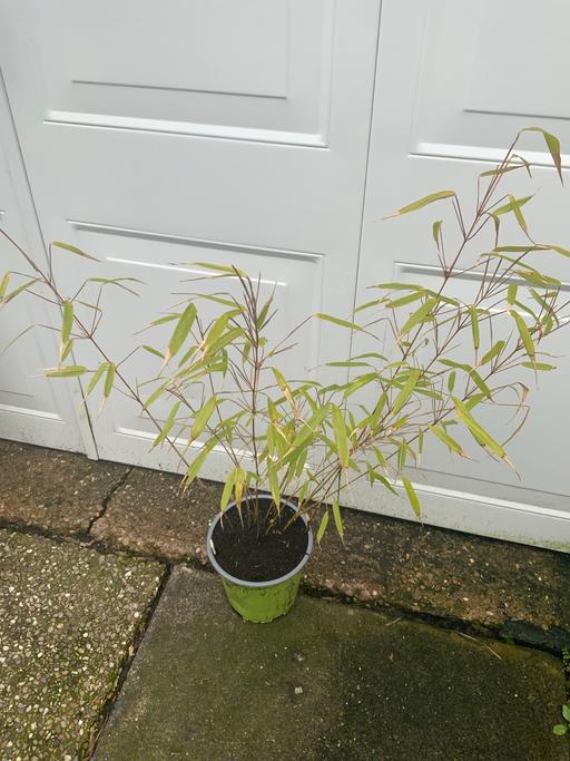Buy & Sell Kings Heath Birmingham - Photos for Bamboo Fargesia Asian Wonder