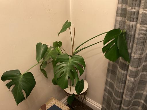 Buy & Sell Kingswinford Dudley - Photos for Large Cheese Plant in Grey plastic tub