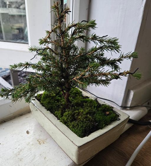 Buy & Sell Ipswich Town Centre Ipswich - Photos for Pine Bonsai Tree