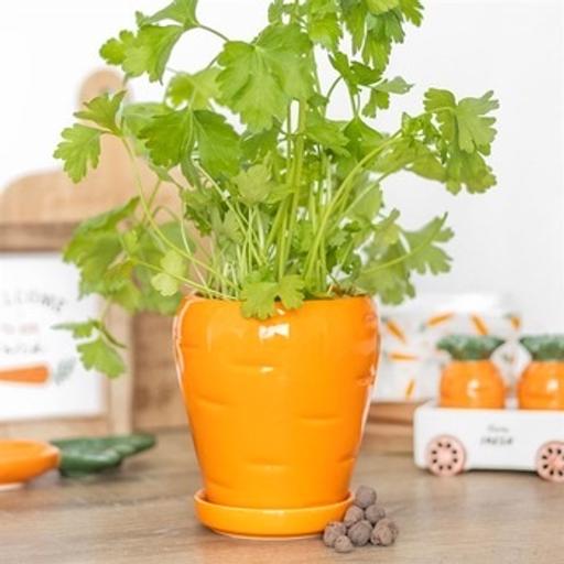 Buy & Sell Crewe Cheshire East - Photos for Plant Pot With Parsley Seed Balls - Easter