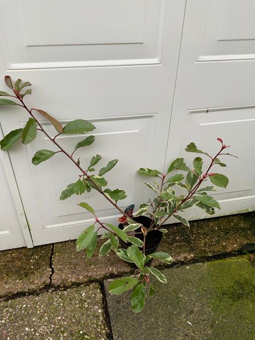 Buy & Sell Stirchley Birmingham - Photos for Variegated Red Robin