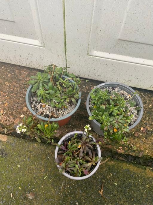 Buy & Sell Stirchley Birmingham - Photos for Alpine Iberis sempervirens