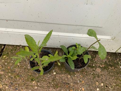 Buy & Sell Stirchley Birmingham - Photos for Perennial Verbena bonariensis 