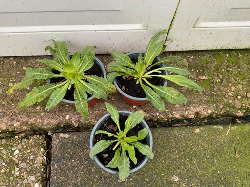 Buy & Sell Stirchley Birmingham - Photos for Evening Primrose