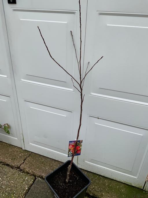 Buy & Sell Stirchley Birmingham - Photos for Apple tree Jonagold
