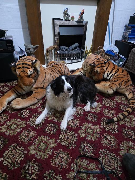 Buy & Sell The Grove County Durham - Photos for TIGER STUFFED TOY