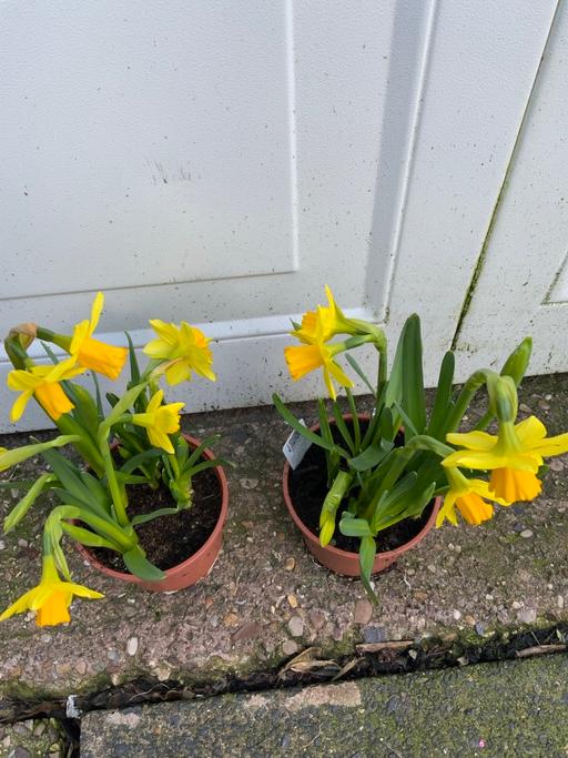 Buy & Sell Stirchley Birmingham - Photos for Daffodils tete et tete