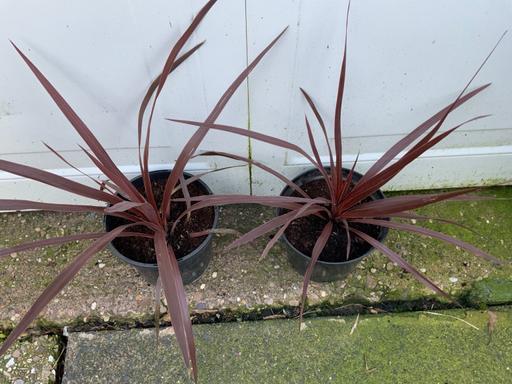 Buy & Sell Kings Heath Birmingham - Photos for Red Corderline