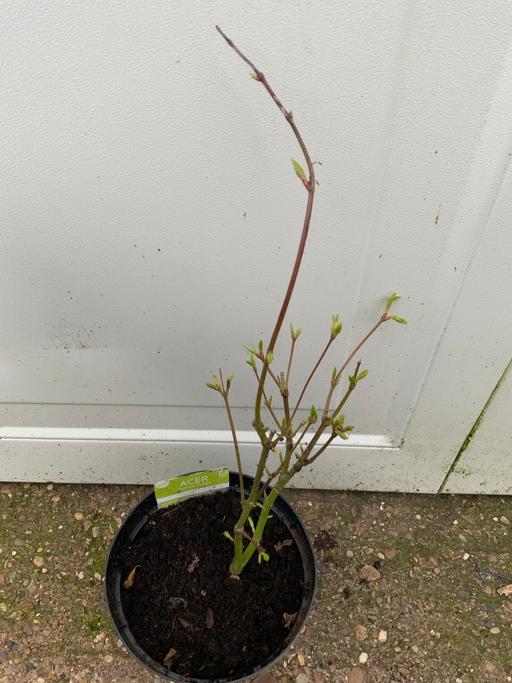 Buy & Sell Moseley Birmingham - Photos for Shrub Acer Going Green