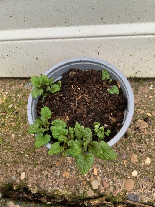 Buy & Sell Stirchley Birmingham - Photos for Herbs lemon balm