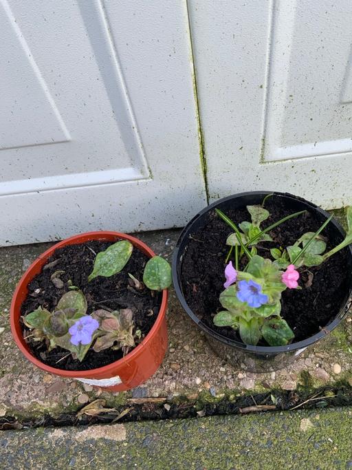 Buy & Sell Stirchley Birmingham - Photos for Perennial Pulmonaria
