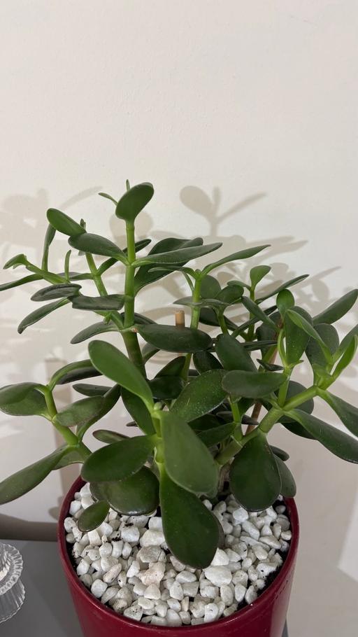 Buy & Sell Alum Rock Birmingham - Photos for Jade Money Plant in a ceramic pot