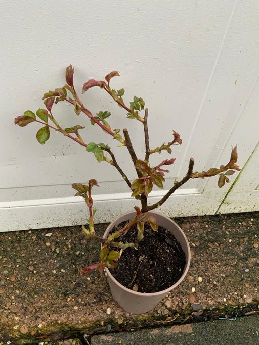 Buy & Sell Stirchley Birmingham - Photos for Bush Rose Kronenbourg