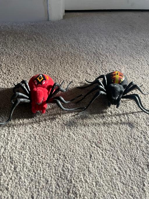 Buy & Sell Ynysddu Caerphilly - Wales - Photos for Wild pets with two interactive spiders