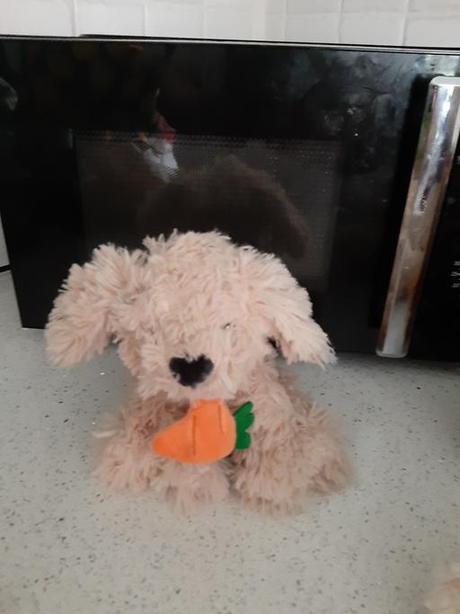 Buy & Sell South Hylton Sunderland - Photos for dog