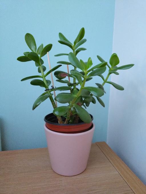 Buy & Sell Willenhall Walsall - Photos for Money plant