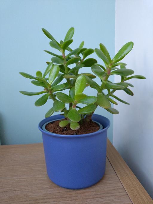 Buy & Sell Moxley Walsall - Photos for Money plant