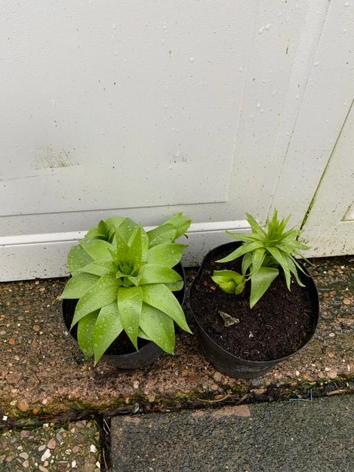 Buy & Sell Kings Heath Birmingham - Photos for Bulbs Fritillaria Imperialis