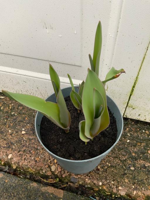 Buy & Sell Stirchley Birmingham - Photos for Tulips secret Perfume