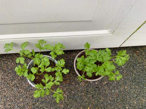 Buy & Sell Stirchley Birmingham - Photos for Anemone De Caen