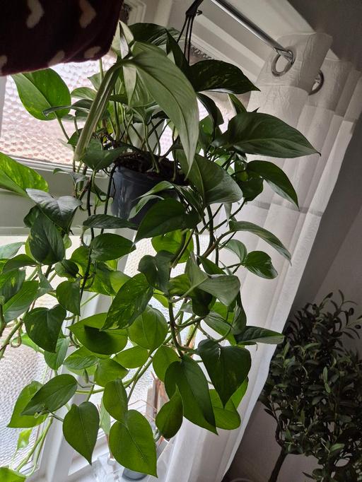 Buy & Sell Edgbaston Birmingham - Photos for hanging plant indoors