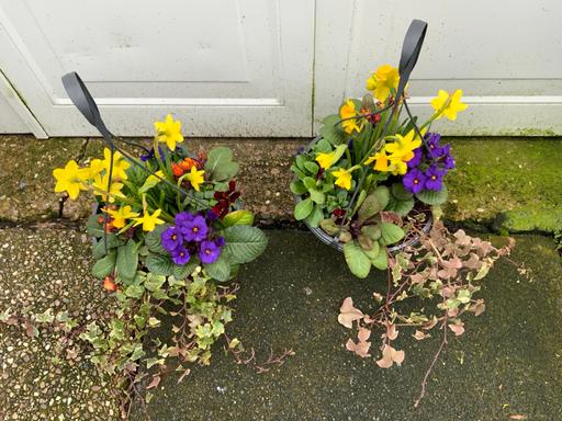 Buy & Sell Kings Heath Birmingham - Photos for Spring Hanging baskets