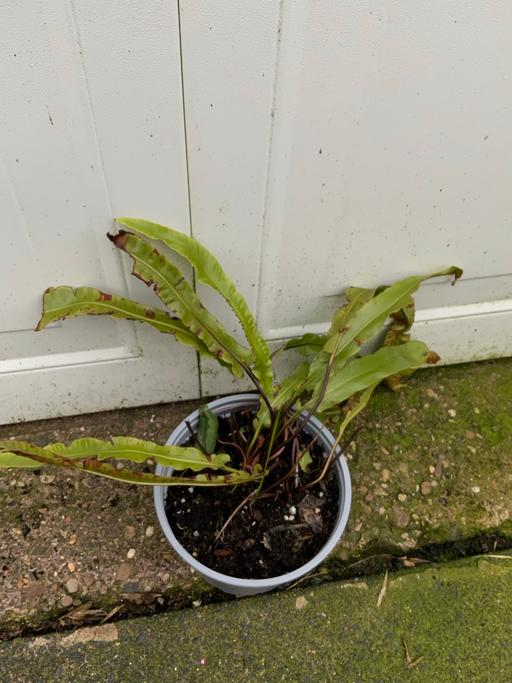 Buy & Sell Stirchley Birmingham - Photos for Ferns