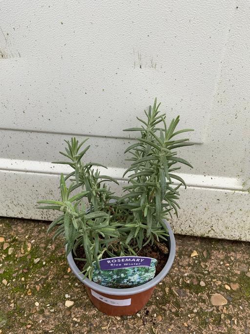 Buy & Sell Stirchley Birmingham - Photos for Herb Rosemary blue winter