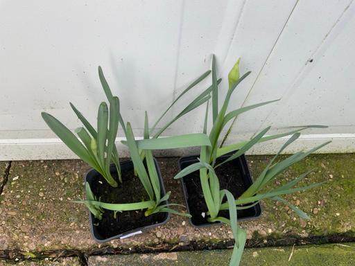 Buy & Sell Stirchley Birmingham - Photos for Daffodil Double Classic Mixed