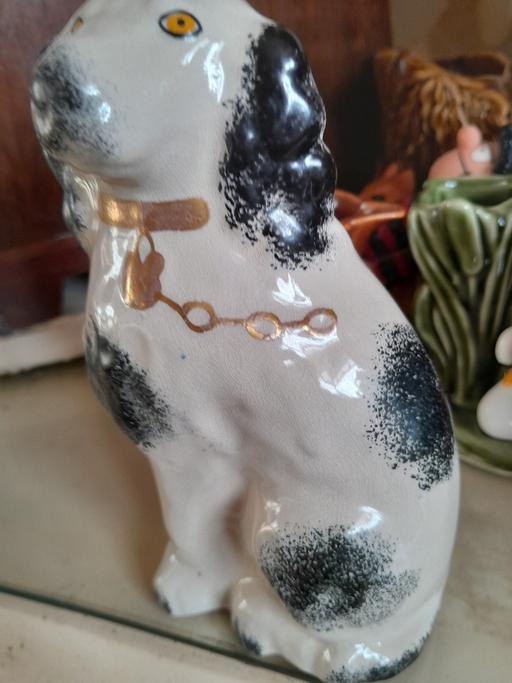 Buy & Sell Netherton Dudley - Photos for old dog about 6 inches