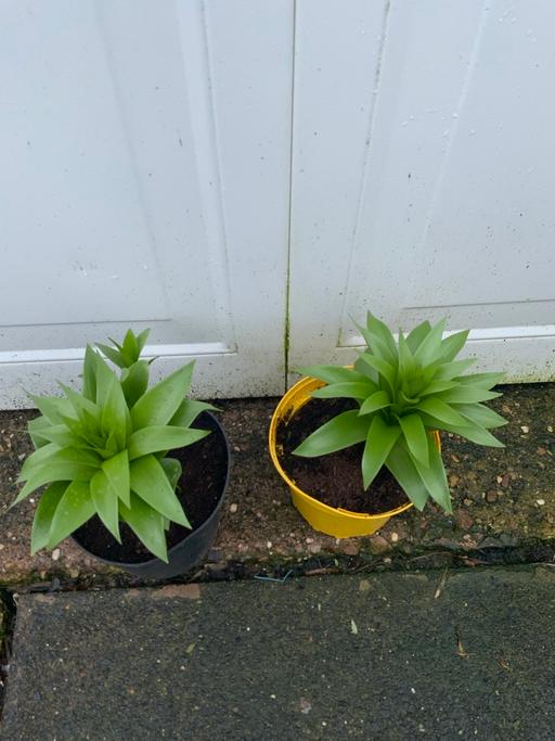 Buy & Sell Moseley Birmingham - Photos for Bulbs Fritillaria Imperialis