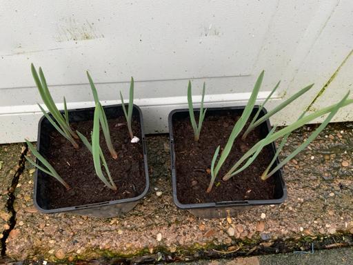 Buy & Sell Kings Heath Birmingham - Photos for Tulips Clusiana var Chrysantha