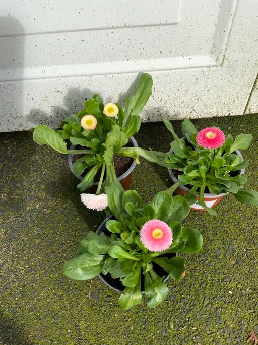 Buy & Sell Stirchley Birmingham - Photos for Bellis