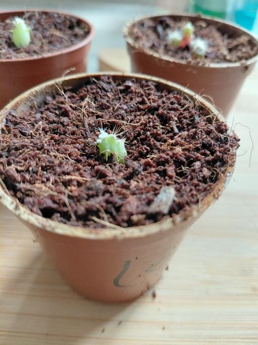 Buy & Sell Wednesbury Sandwell - Photos for baby cactus