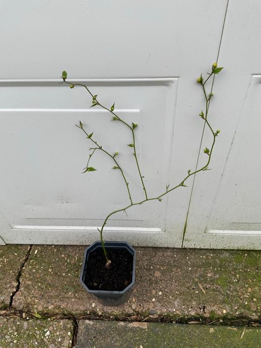 Buy & Sell Stirchley Birmingham - Photos for Shrub Kerri’s Japonica