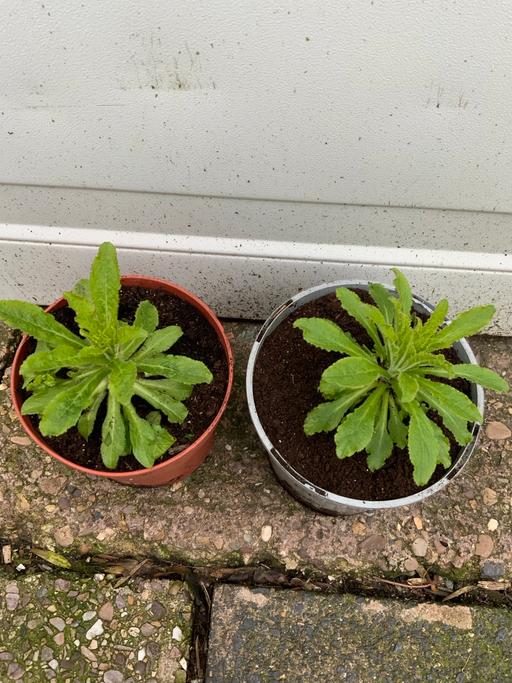 Buy & Sell Kings Heath Birmingham - Photos for Campanula Meduim