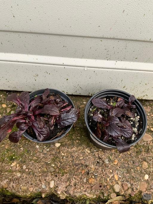 Buy & Sell Stirchley Birmingham - Photos for Alpine Ajuga