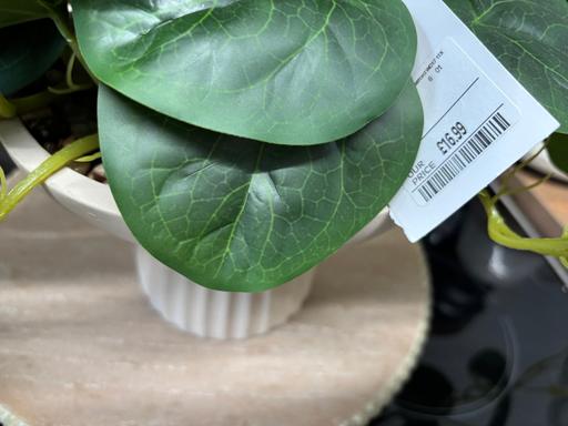 Buy & Sell Bartley Green Birmingham - Photos for Homesense plant