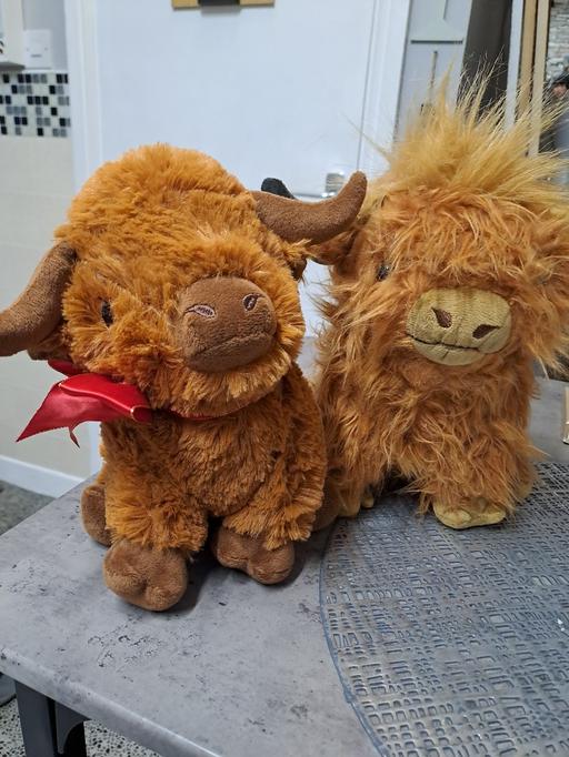 Buy & Sell Heeley Sheffield - Photos for 2x highland cows
