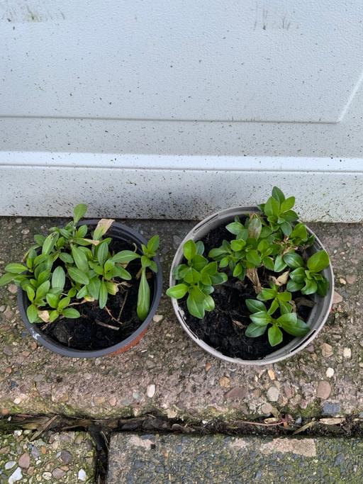 Buy & Sell Stirchley Birmingham - Photos for Perennial Veronica gentianoides