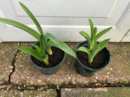 Buy & Sell Stirchley Birmingham - Photos for Alliums Purple Sensation