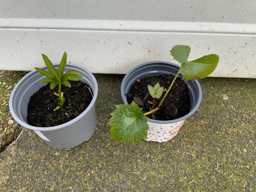 Buy & Sell Kings Heath Birmingham - Photos for Hellebores