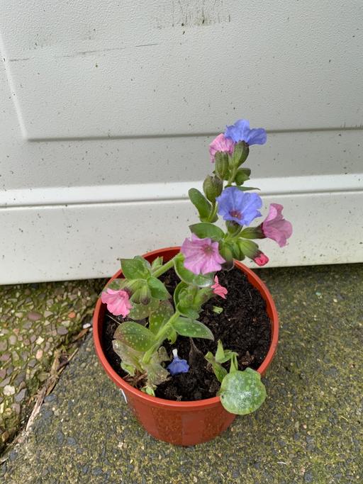 Buy & Sell Kings Heath Birmingham - Photos for Perennial Pulmonaria