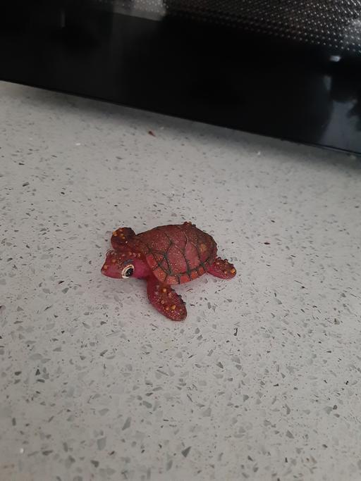 Buy & Sell South Hylton Sunderland - Photos for turtle