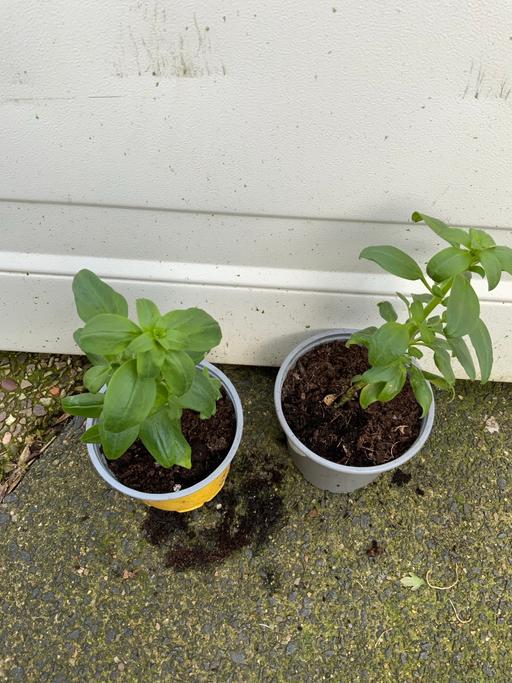 Buy & Sell Kings Heath Birmingham - Photos for Antirrhum