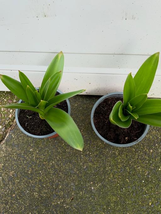 Buy & Sell Kings Heath Birmingham - Photos for Alliums globe master