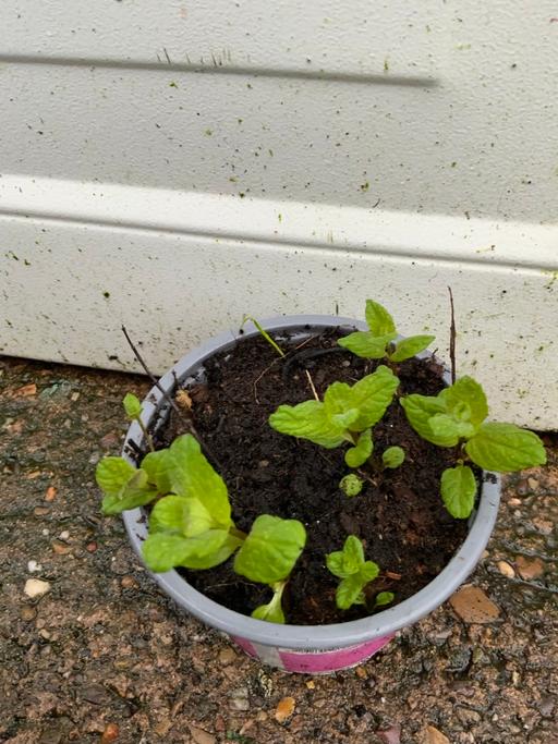 Buy & Sell Stirchley Birmingham - Photos for Herbs garden mint