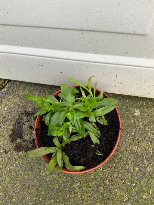 Buy & Sell Moseley Birmingham - Photos for Sweet William