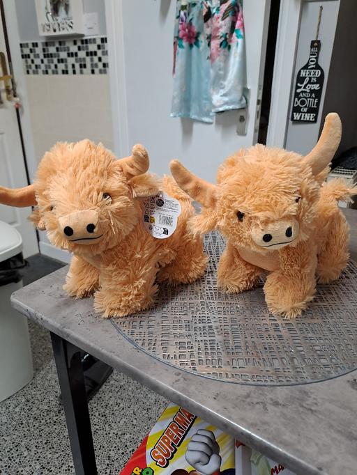 Buy & Sell Park Hill Sheffield - Photos for 2 baby highland cows