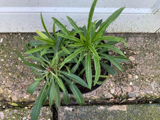 Buy & Sell Kings Heath Birmingham - Photos for Campanula Persicifolia